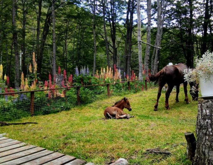 ホテル Bosque Holistico Del Fin Del Mundo ウシュアイア エクステリア 写真