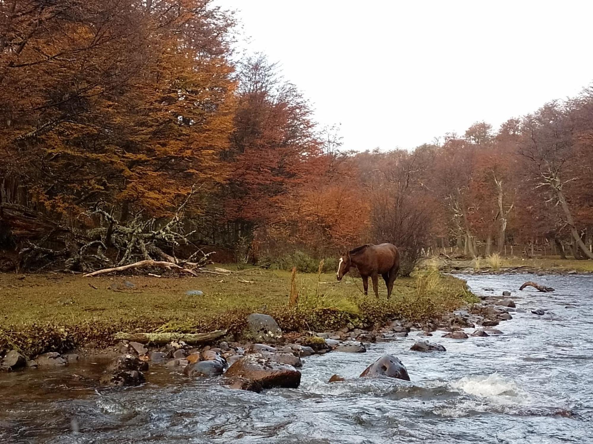 ホテル Bosque Holistico Del Fin Del Mundo ウシュアイア 部屋 写真